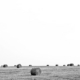field